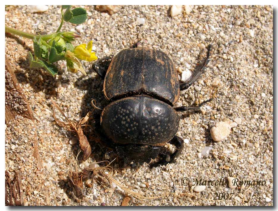Omaggio allo Scarabaeus semipunctatus (Col., Scarabaeidae)